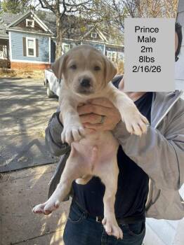 Pit Bull Terrier Dogs Available for Adoption - Prince | PetCurious