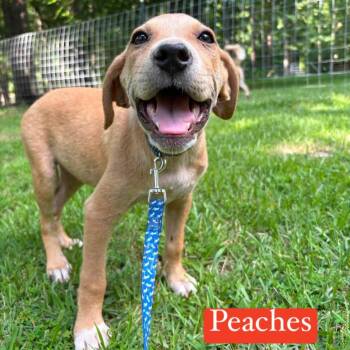 Peaches -  Mixed Breed Dog for Adoption in Billerica, Massachusetts - Peaches | PetCurious