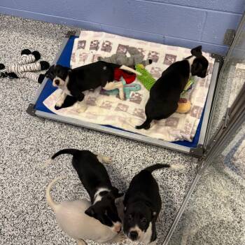 Pit Bull Terrier Dogs Available for Adoption - Fuchsia | PetCurious