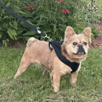 Mister Sim Sim -  French Bulldog Dog for Adoption in Toronto, Ontario - Mister Sim Sim | PetCurious