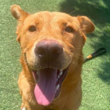 Shay -  Sheep Dog and Mixed Breed Dog for Adoption in Fort Collins, Colorado - Shay | PetCurious