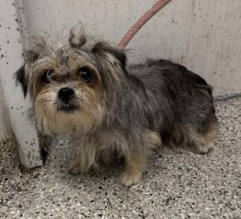 Martha -  Mixed Breed Dog for Adoption in Kansas City, Missouri - Martha | PetCurious