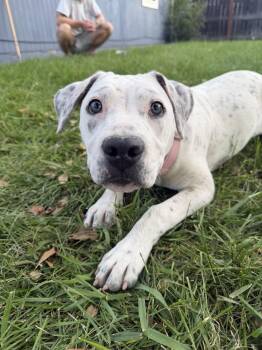 Baby Girl (AKA Gypsy) -  Boxer and Pit Bull Terrier Dog for Adoption in Aurora, Colorado - Baby Girl (AKA Gypsy) | PetCurious