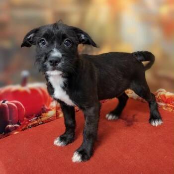 Emmalee -  Poodle and Mixed Breed Dog for Adoption in Griswold, Connecticut - Emmalee | PetCurious