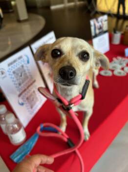 Rescue Chihuahua Dogs for Adoption in Newport Beach, California - Smurfette | PetCurious