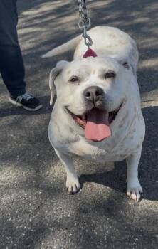 Boxer Dogs Available for Adoption in Wantagh, New York - Emily | PetCurious