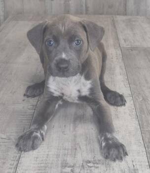 Waffles -  Mixed Breed Dog for Adoption in Shreveport, Louisiana - Waffles | PetCurious