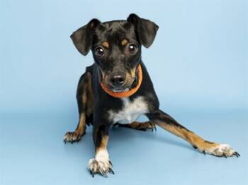 RANCH -  Miniature Pinscher Dog for Adoption in Phoenix, Arizona - RANCH | PetCurious