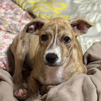 Lucky -  Plott Hound and Mixed Breed Dog for Adoption in San Antonio, Texas - Lucky | PetCurious