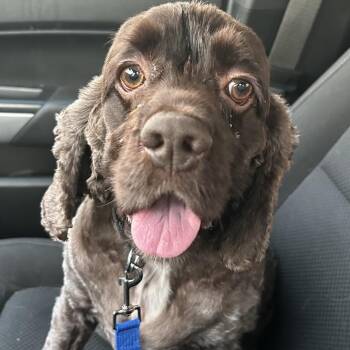 Jayco -  Clumber Spaniel and Cocker Spaniel Dog for Adoption in Rockville, Maryland - Jayco | PetCurious