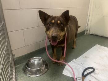 Mixed Breed Dogs Available for Adoption in Santa Fe, New Mexico - AMBER | PetCurious