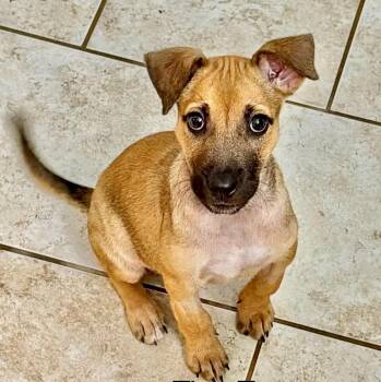 Tina -  Terrier Dog for Adoption in Austin, Texas - Tina | PetCurious