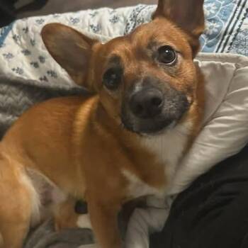 Corgi and Chihuahua Dogs Available for Adoption in Glocester, Rhode Island - Buddha | PetCurious