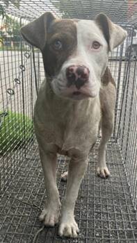 Mixed Breed Dogs Available for Adoption in Dallas, Texas - HIAWATHA | PetCurious