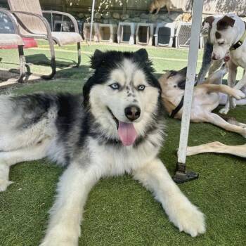 Freckles -  Husky Dog for Adoption in Groveland, Massachusetts - Freckles | PetCurious