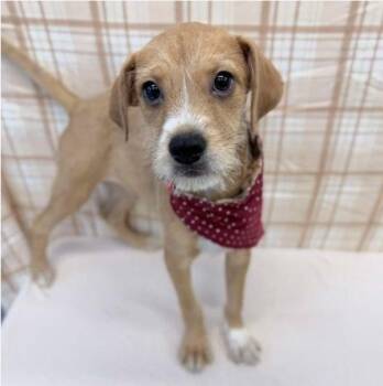 Terrier and German Shepherd Dog Dogs Available for Adoption in Sedalia, Colorado - Toby | PetCurious