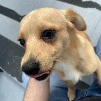 Koda -  Mixed Breed Dog for Adoption in Philadelphia, Pennsylvania - Koda | PetCurious