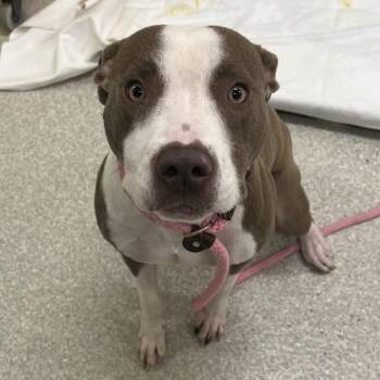 Cotton Candy -  American Staffordshire Terrier and Mixed Breed Dog for Adoption - Cotton Candy | PetCurious