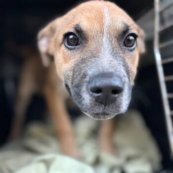 Rescue Terrier Dogs for Adoption in Parrish, Alabama - Mr. Tiny | PetCurious