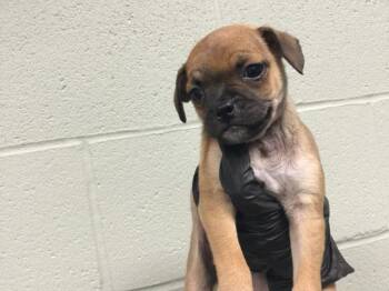 Terrier and Mixed Breed Dogs Available for Adoption in Thousand Palms, California - A1917883 | PetCurious