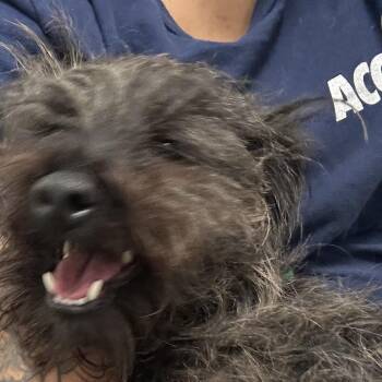 Mixed Breed Dogs Available for Adoption in Philadelphia, Pennsylvania - Oakly | PetCurious