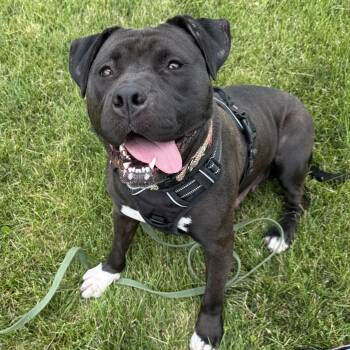 Rozea -  Pit Bull Terrier Dog for Adoption in Urbana, Ohio - Rozea | PetCurious