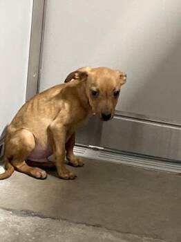 Sublime -  Mixed Breed Dog for Adoption in Fort Worth, Texas - Sublime | PetCurious