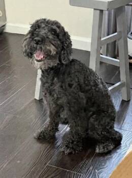 Skyro -  Poodle Dog for Adoption in Westwood, New Jersey - Skyro | PetCurious