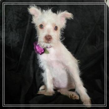 Nil -  Terrier and Poodle Dog for Adoption in Chandler, Arizona - Nil | PetCurious