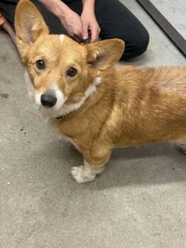 Yamper -  Cardigan Welsh Corgi and Mixed Breed Dog for Adoption in West Chester, Pennsylvania - Yamper | PetCurious
