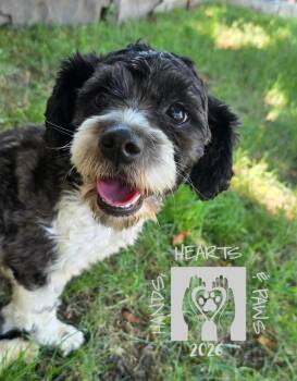 Kylia -  Shih Tzu Dog for Adoption in Omaha, Nebraska - Kylia | PetCurious