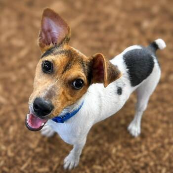Otis -  Jack Russell Terrier Dog for Adoption in Boerne, Texas - Otis | PetCurious