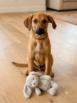 **DODGER** -  Labrador Retriever Dog for Adoption in North Prairie, Wisconsin - **DODGER** | PetCurious