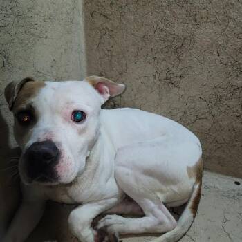 Pit Bull Terrier Dogs Available for Adoption - JACK JACK | PetCurious