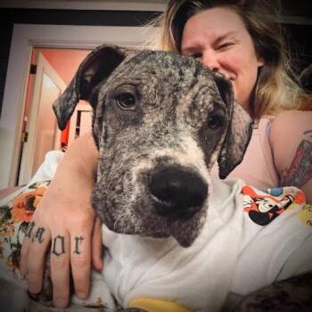 Primrose -  American Staffordshire Terrier Dog for Adoption in Northville, Michigan - Primrose | PetCurious