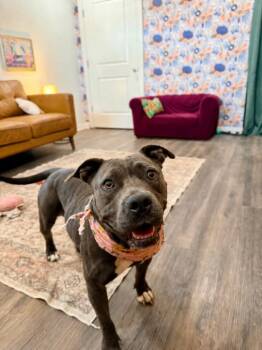 Staffordshire Bull Terrier and English Bulldog Dogs Available for Adoption in Friendswood, Texas - Candy Kissy The Sweetest Girl Ever | PetCurious