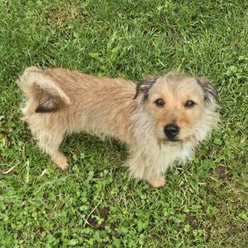 Border Terrier Dogs Available for Adoption in Rochester, New York - Benny | PetCurious