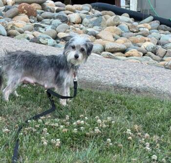 26O Mama -  Terrier Dog for Adoption in Shingle Springs, California - 26O Mama | PetCurious