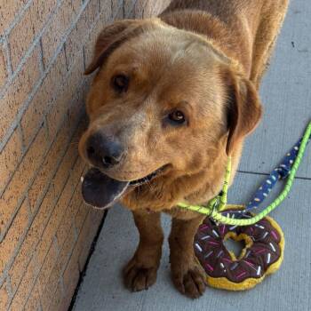 Manchester -  Mixed Breed Dog for Adoption in Dearborn, Michigan - Manchester | PetCurious