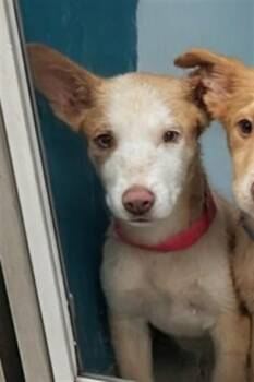 A478114 -  Siberian Husky and Mixed Breed Dog for Adoption in Oklahoma City, Oklahoma - A478114 | PetCurious