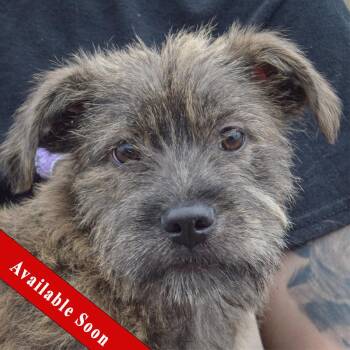 Schnauzer and Labrador Retriever Dogs Available for Adoption in Huntley, Illinois - Fanta | PetCurious