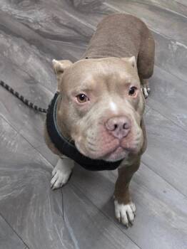 Dynamo -  American Bully Dog for Adoption in Trenton, New Jersey - Dynamo | PetCurious