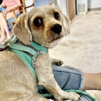 Katrina -  Spaniel and Bichon Frise Dog for Adoption in Hillsborough, North Carolina - Katrina | PetCurious