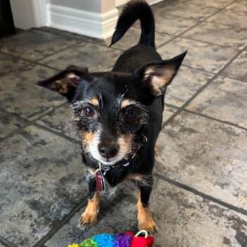 Frankie -  Chihuahua and Terrier Dog for Adoption in Toronto, Ontario - Frankie | PetCurious