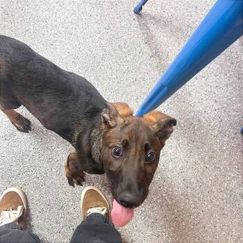 Mixed Breed Dogs Available for Adoption in Hendersonville, North Carolina - Moose | PetCurious