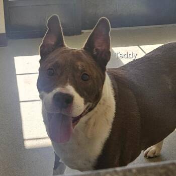 Teddy -  Mixed Breed and Terrier Dog for Adoption in Ballston Spa, New York - Teddy | PetCurious