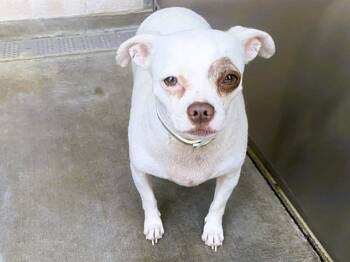 Chihuahua Dogs Available for Adoption in Tustin, California - PULGAS | PetCurious
