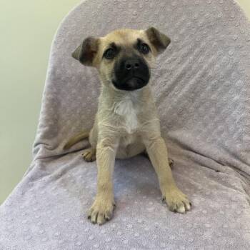 Pit Bull Terrier Dogs Available for Adoption in Kanab, Utah - Lemonhead | PetCurious