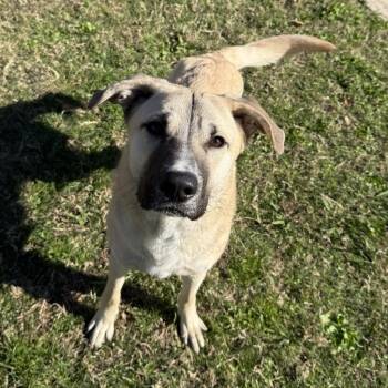 Black Mouth Cur and Anatolian Shepherd Dogs Available for Adoption - Bruce Wayne | PetCurious