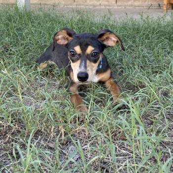 Rescue Chihuahua and Mixed Breed Dogs for Adoption in Laredo, Texas - Pickle | PetCurious